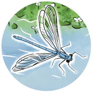 Insecte