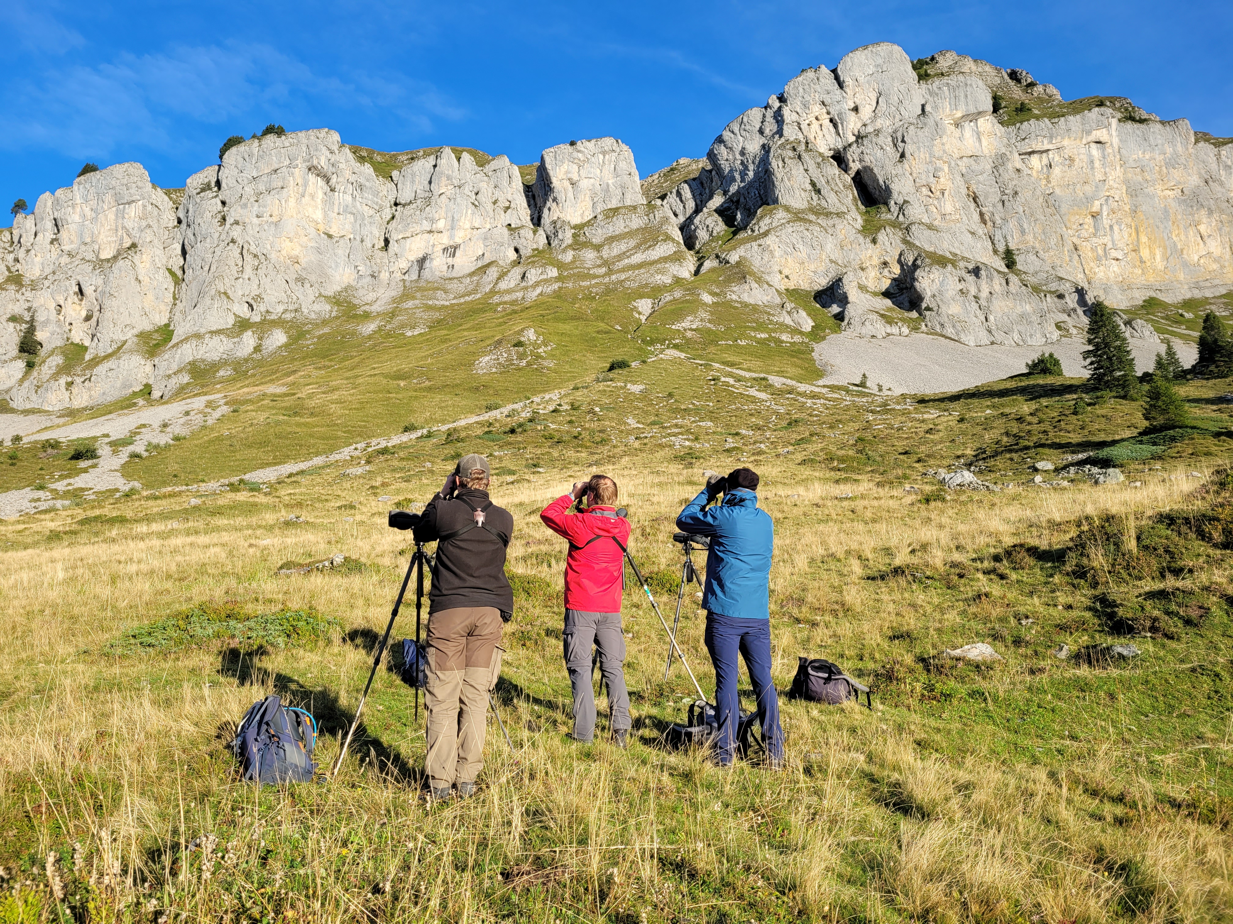 Bern Birding