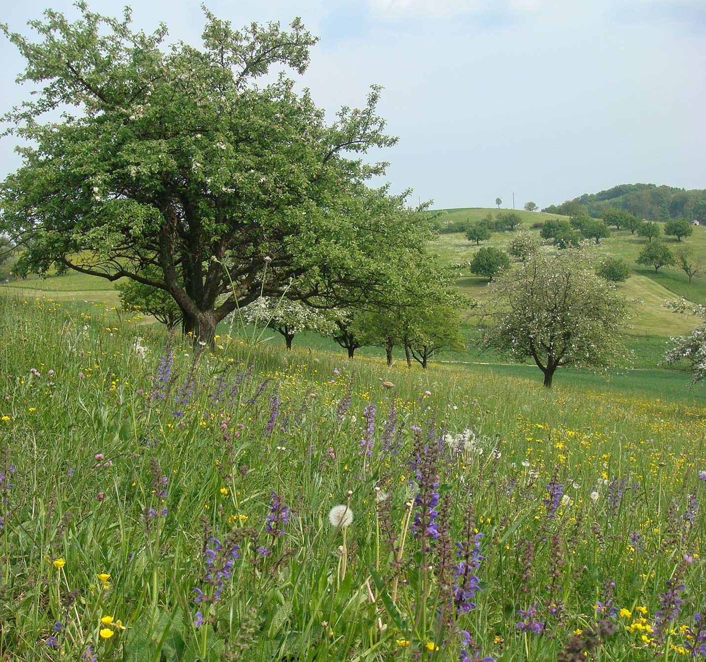 Obstgarten mit Wiese