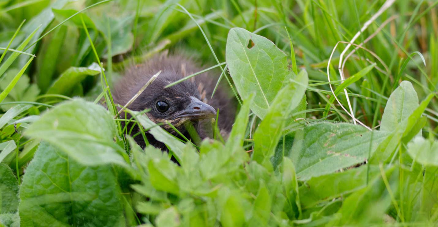 Wachtelkönig Küken