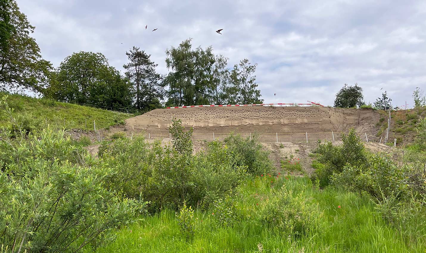 Uferschwalbenwand Ottenbach