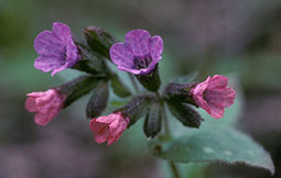 pulmonaria_obscura_albert_krebs.jpg