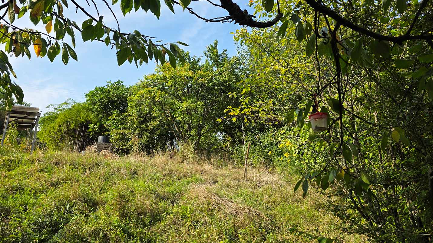 Wiese und Hecken auf der Parzelle