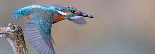Martin-pêcheur d'Europe © Beat Rüegger