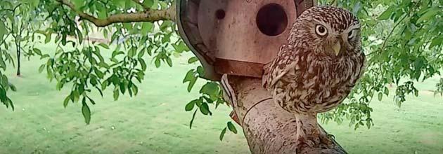 Aktuelle Vogel-Webcams