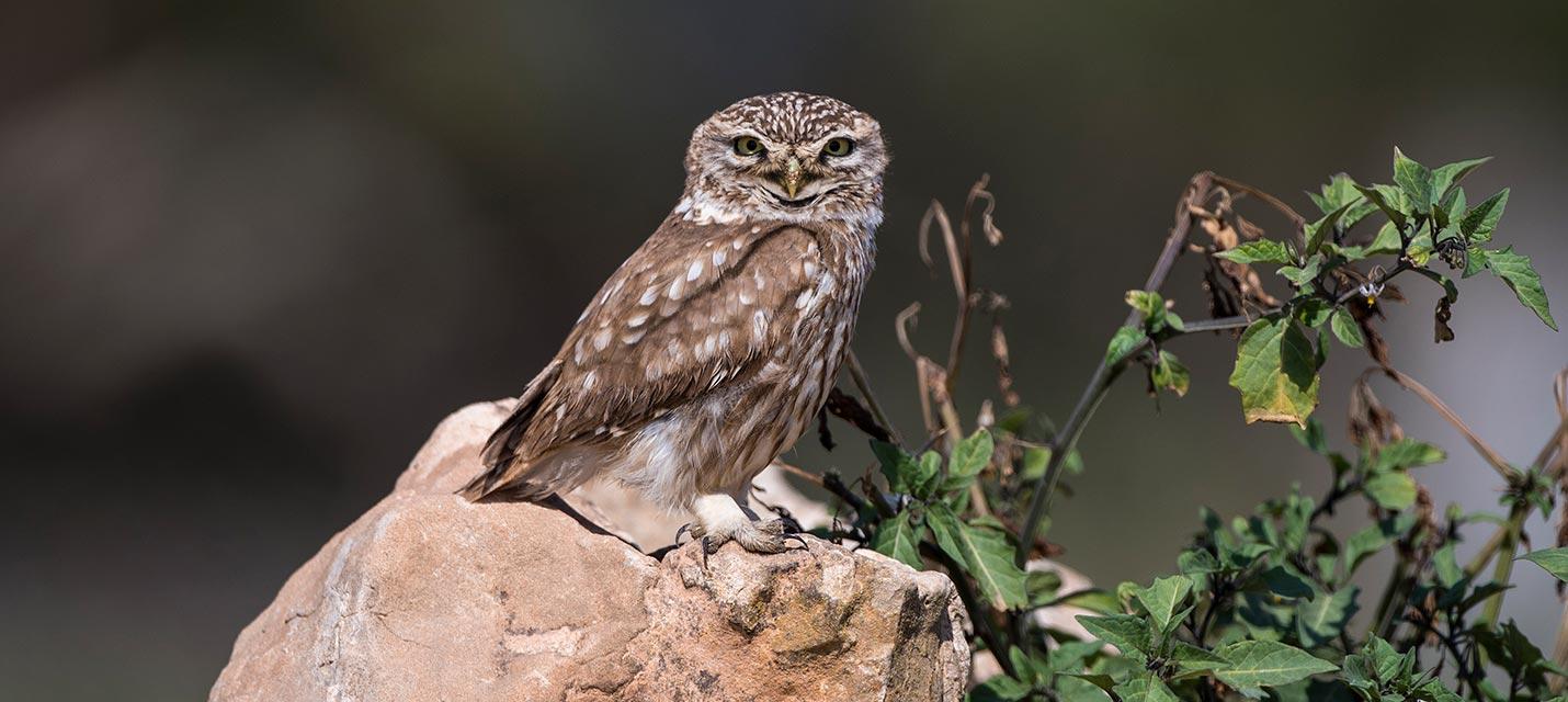 Artenförderung Vögel Schweiz © Michael Gerber