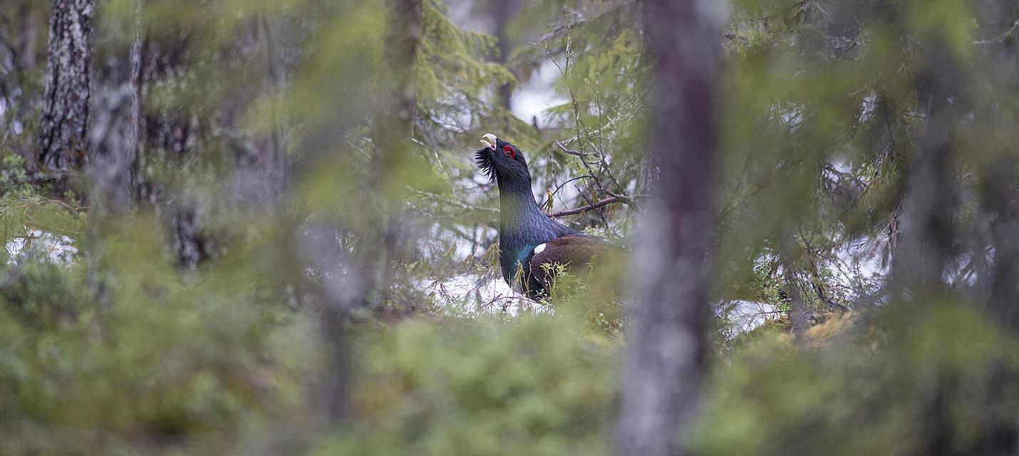 Auerhuhn © Michael Gerber