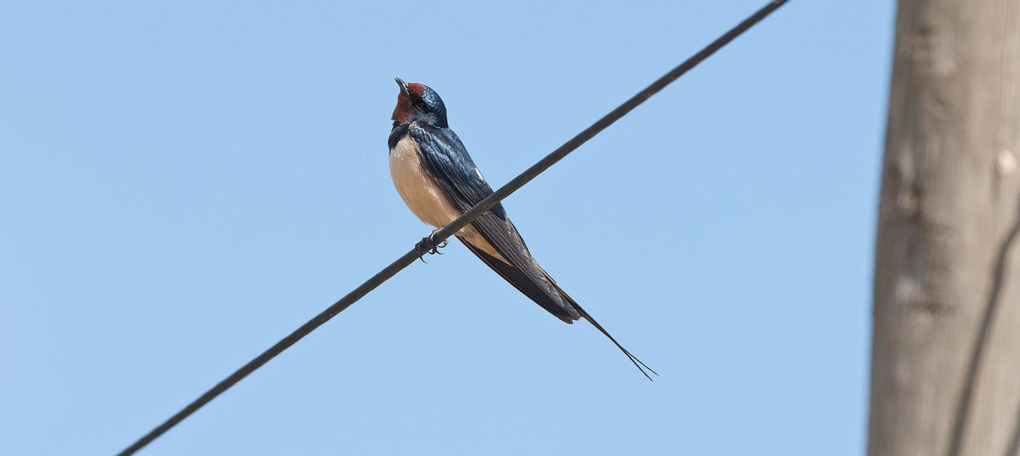 Hirondelle rustique © Michael Gerber