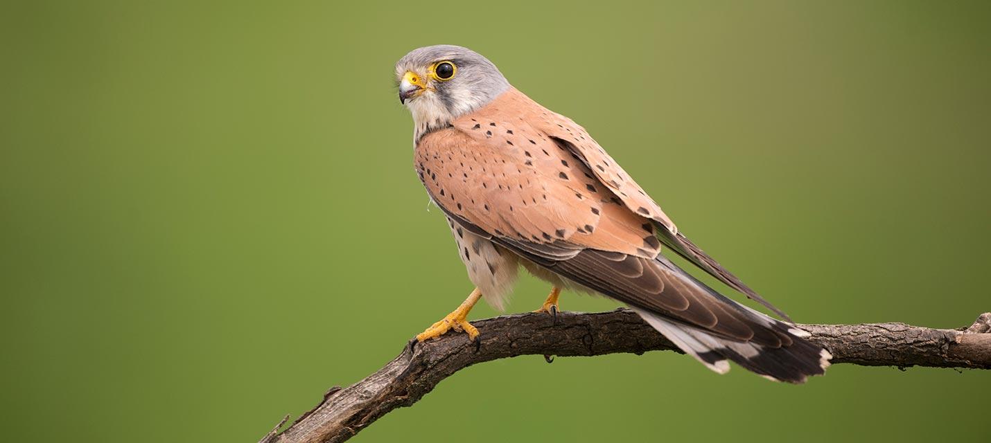 Turmfalke © Michael Gerber