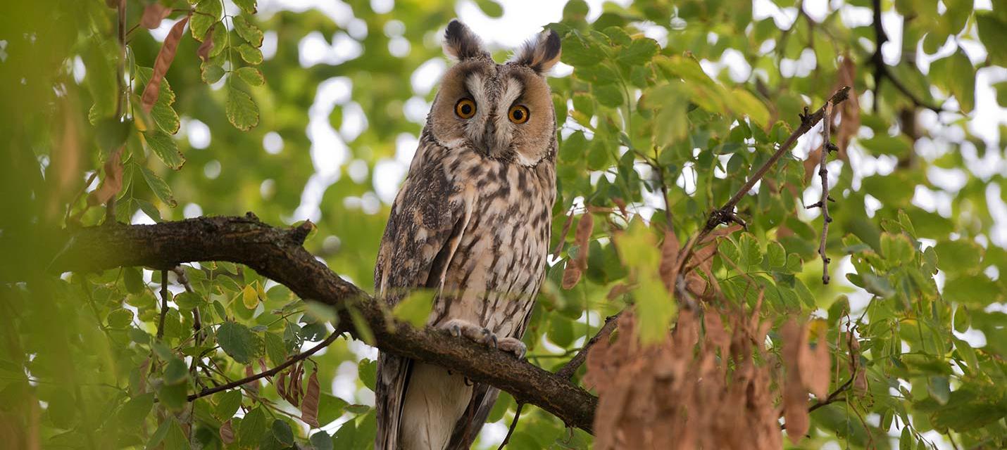 Hibou moyen-duc