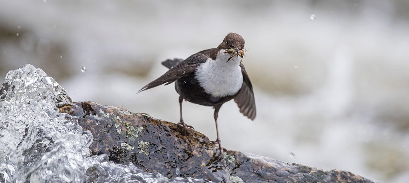 Wasseramsel © Michael Gerber