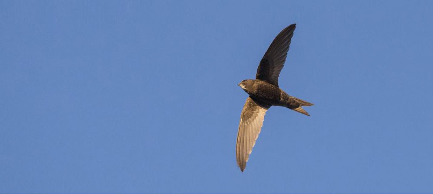 Le martinet noir, un oiseau social