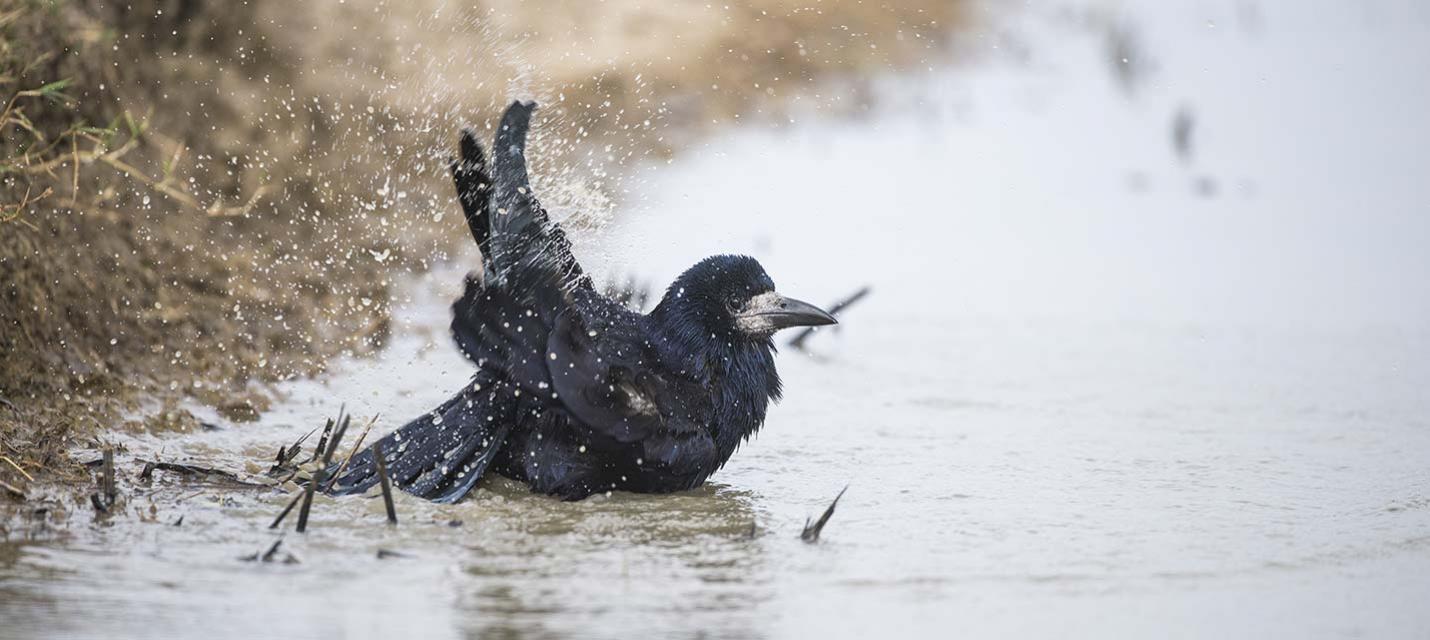 Corbeau freux © Michael Gerber