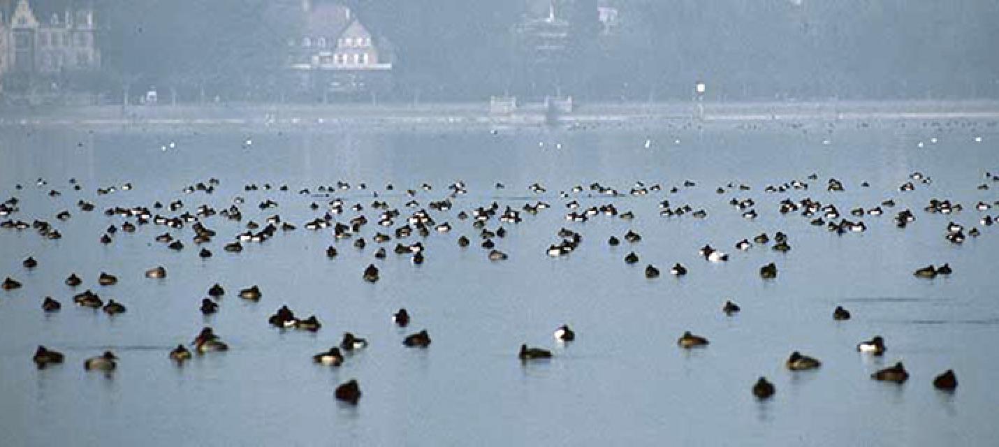 Réserves d'oiseaux d'eau