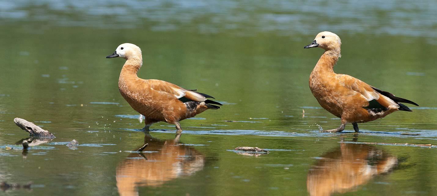 Tadornes casarca © Michael Gerber