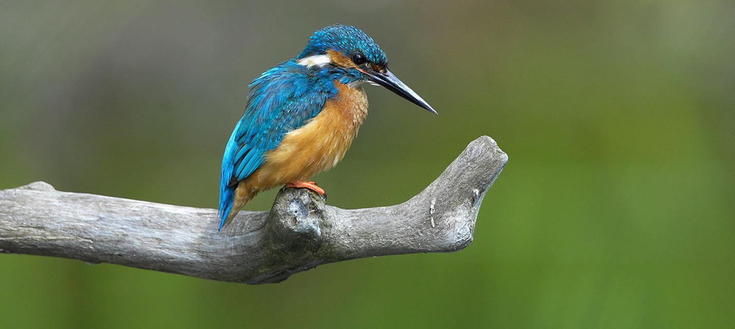 Martin-pêcheur © Michael Gerber