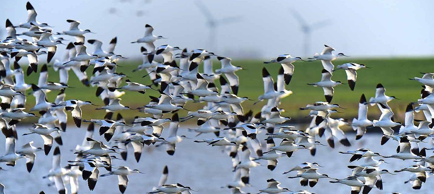 Uccelli migratori + caccia illegale