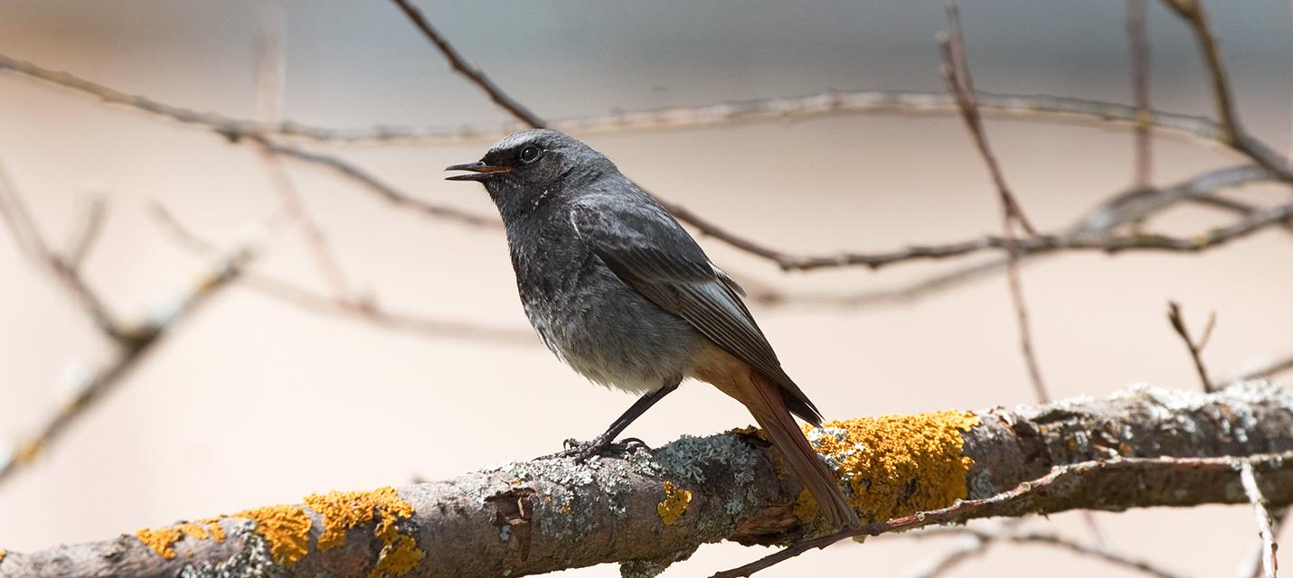 Le Rougequeue Noir Birdlife Schweizsuissesvizzera