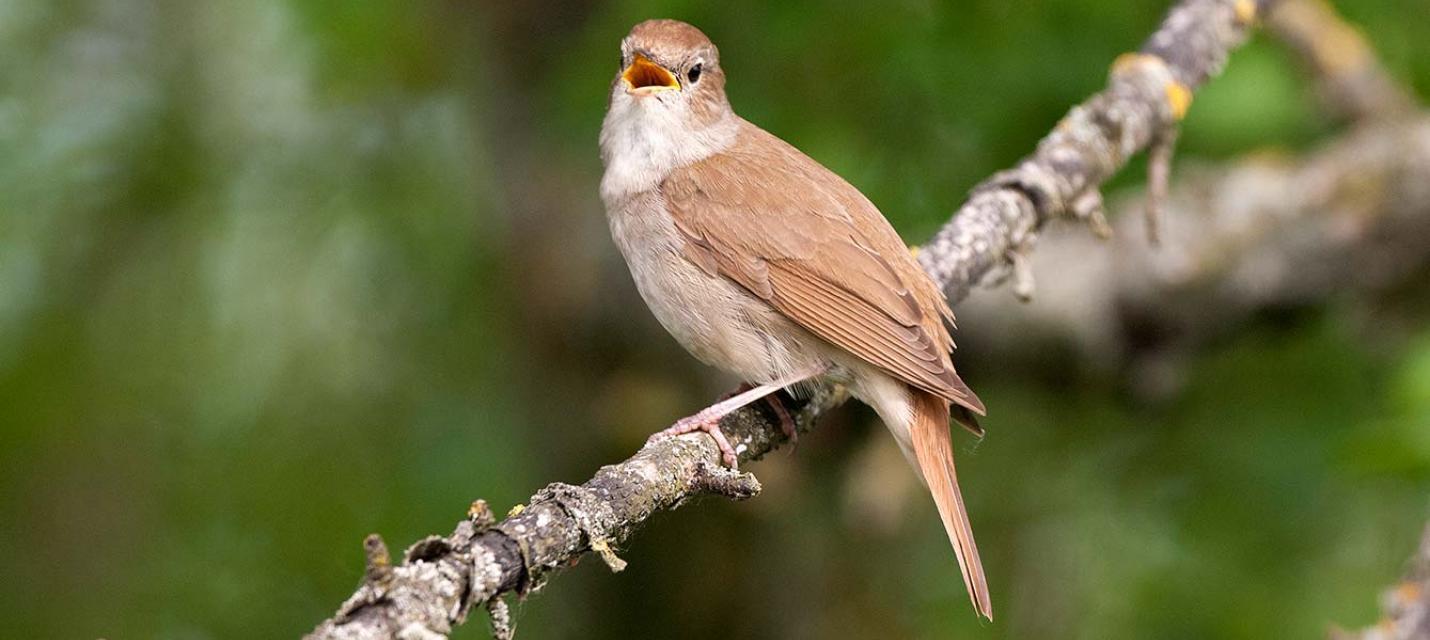 &copy; Michael Gerber