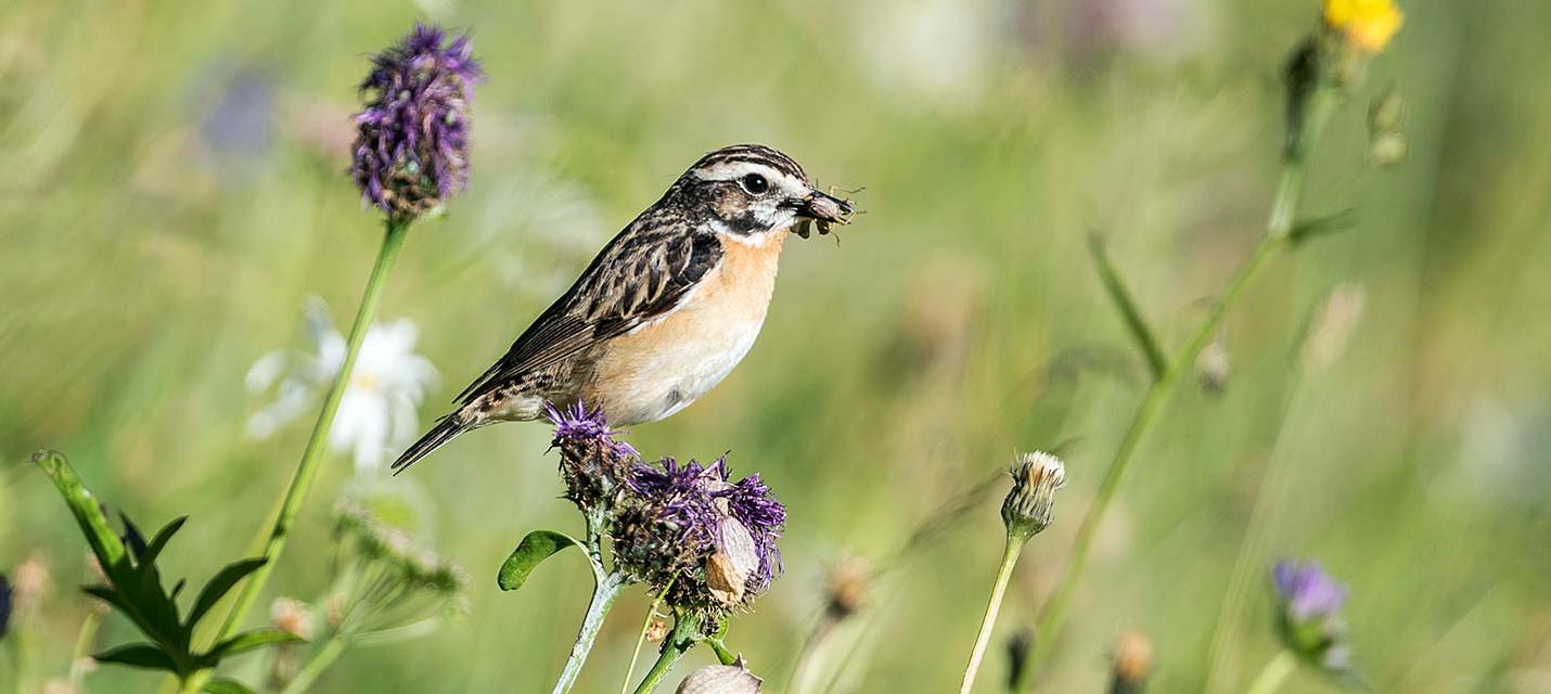 Braunkehlchen