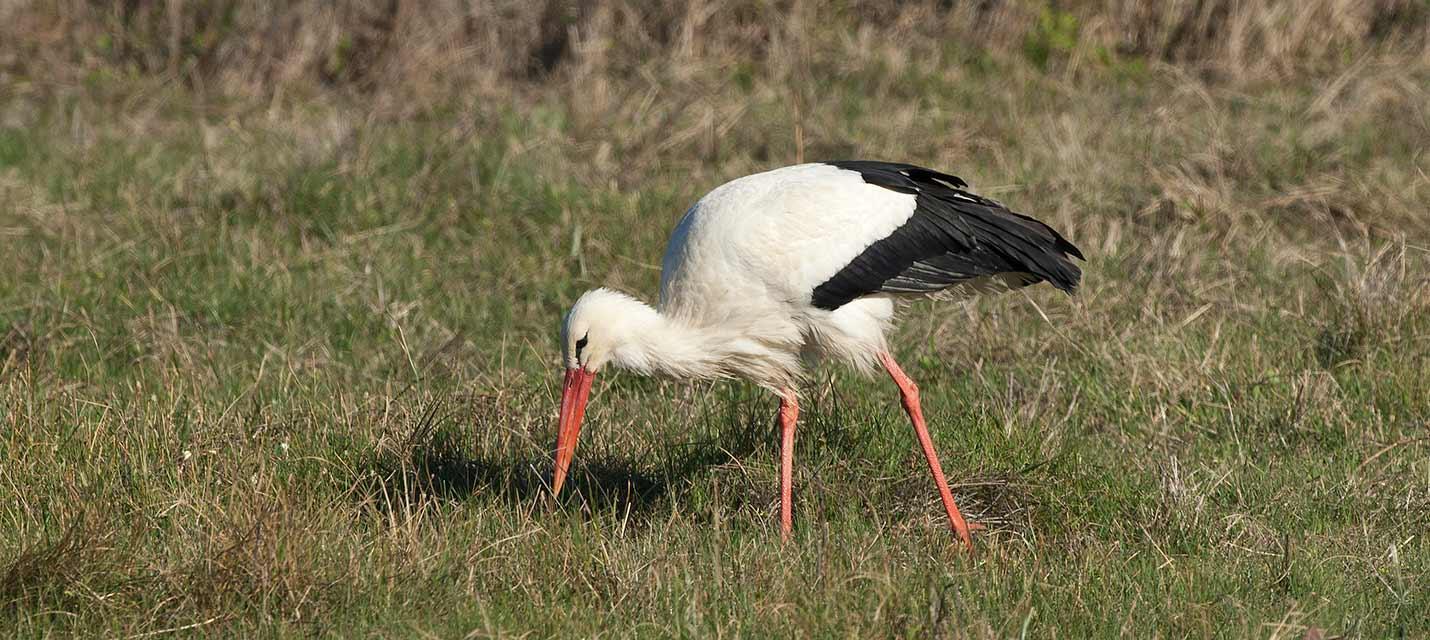 Weissstorch