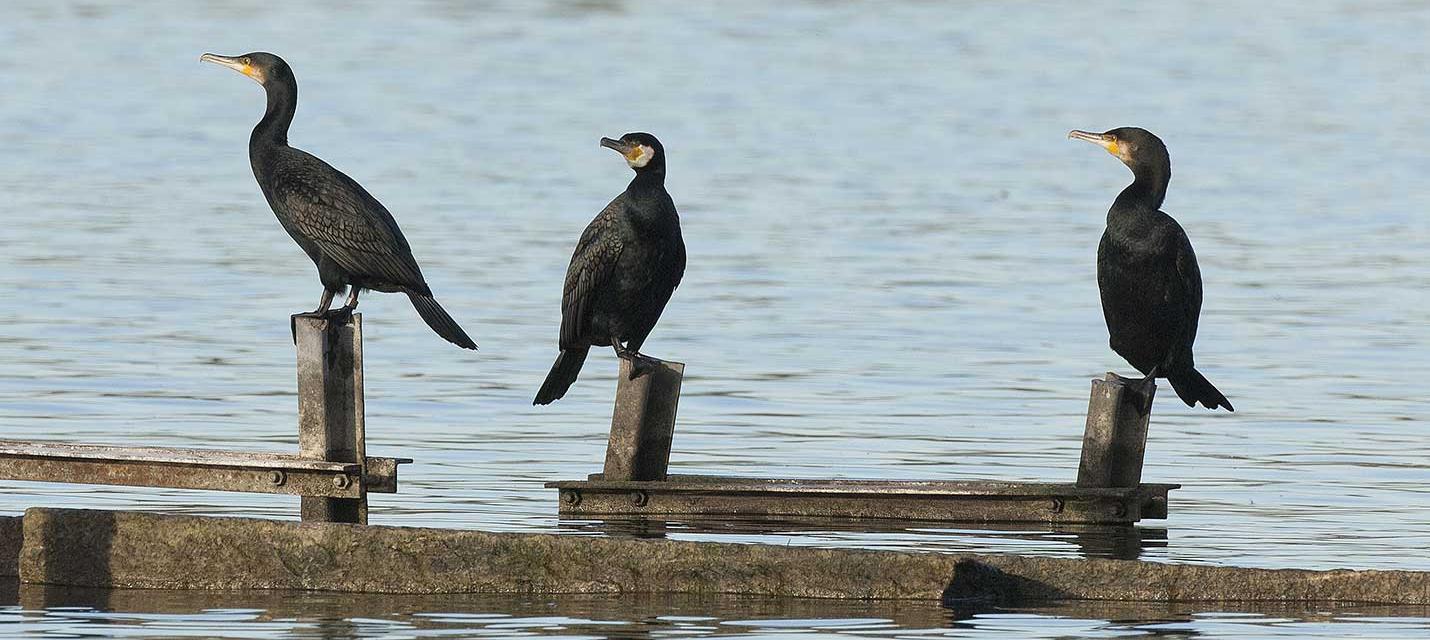 Cormorans