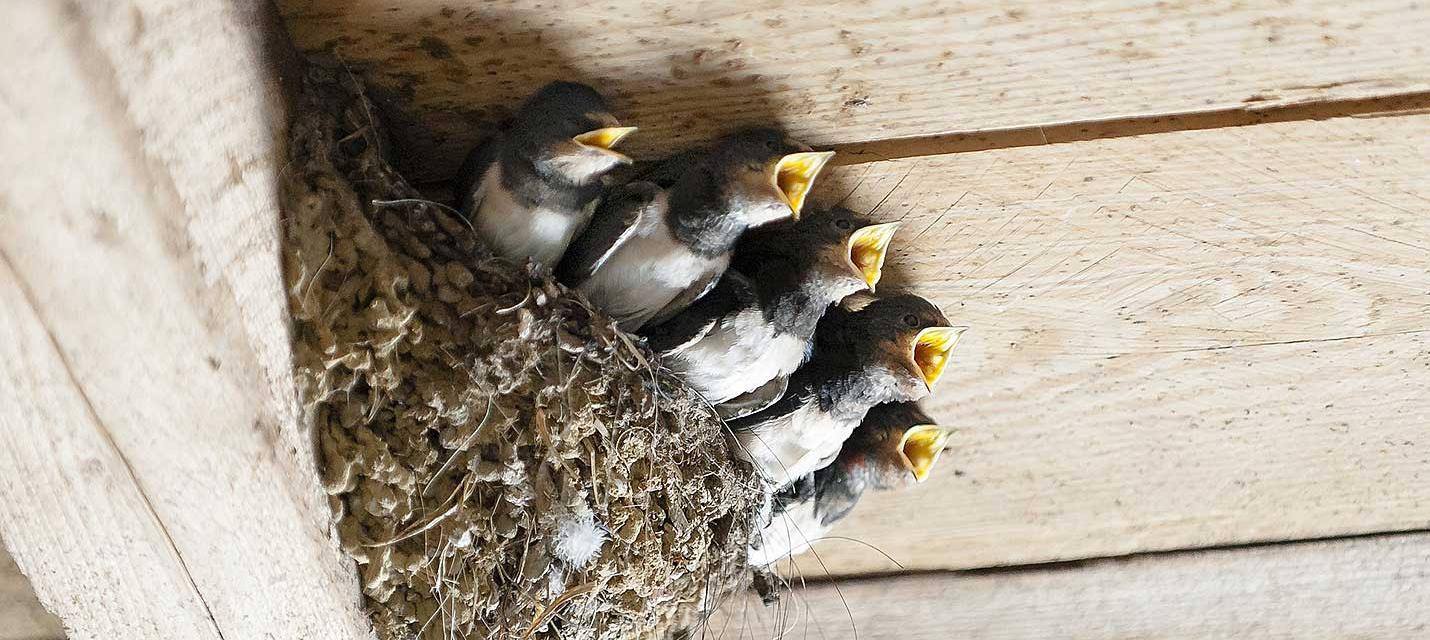 Les nids d'oiseau, modèles d'élasticité et de légèreté