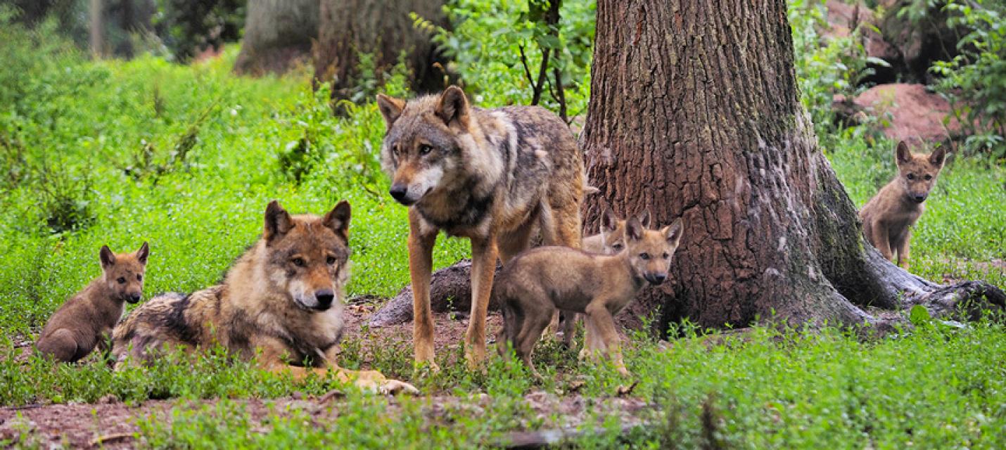 Groupe Loup Suisse