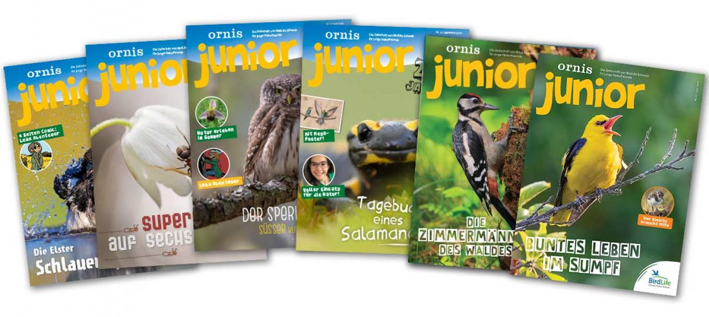 Ornis junior