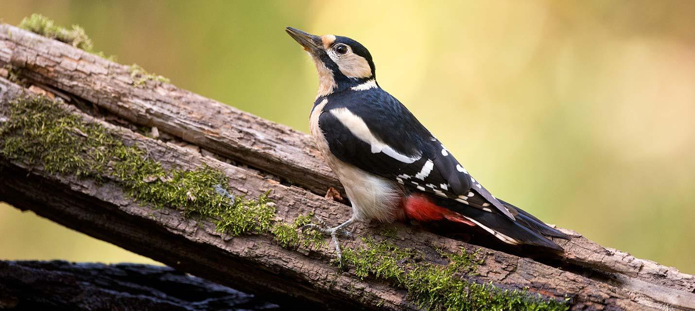 Woodpecker