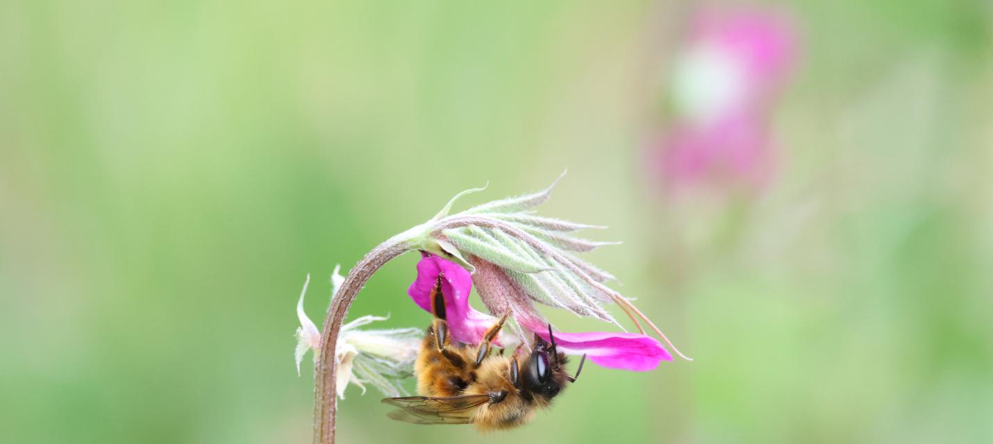 Osmia bicornis