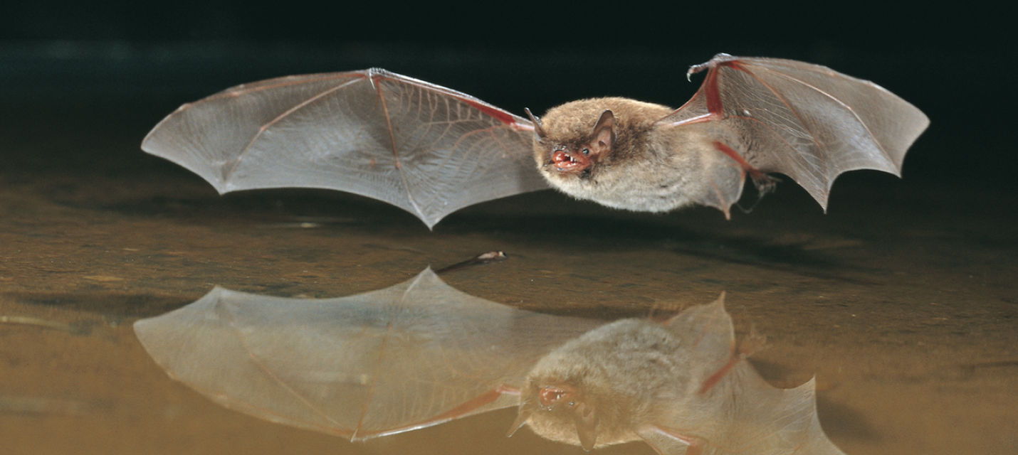 Wasserfledermaus im Flug