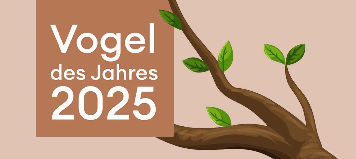 Infos für Sektionen zur Wahl des «Vogel des Jahres 2025» | BirdLife