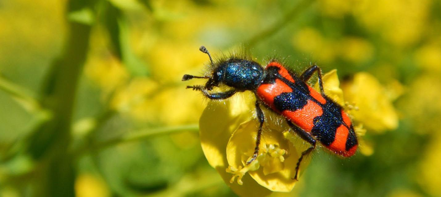 Käfer_Biodiversität