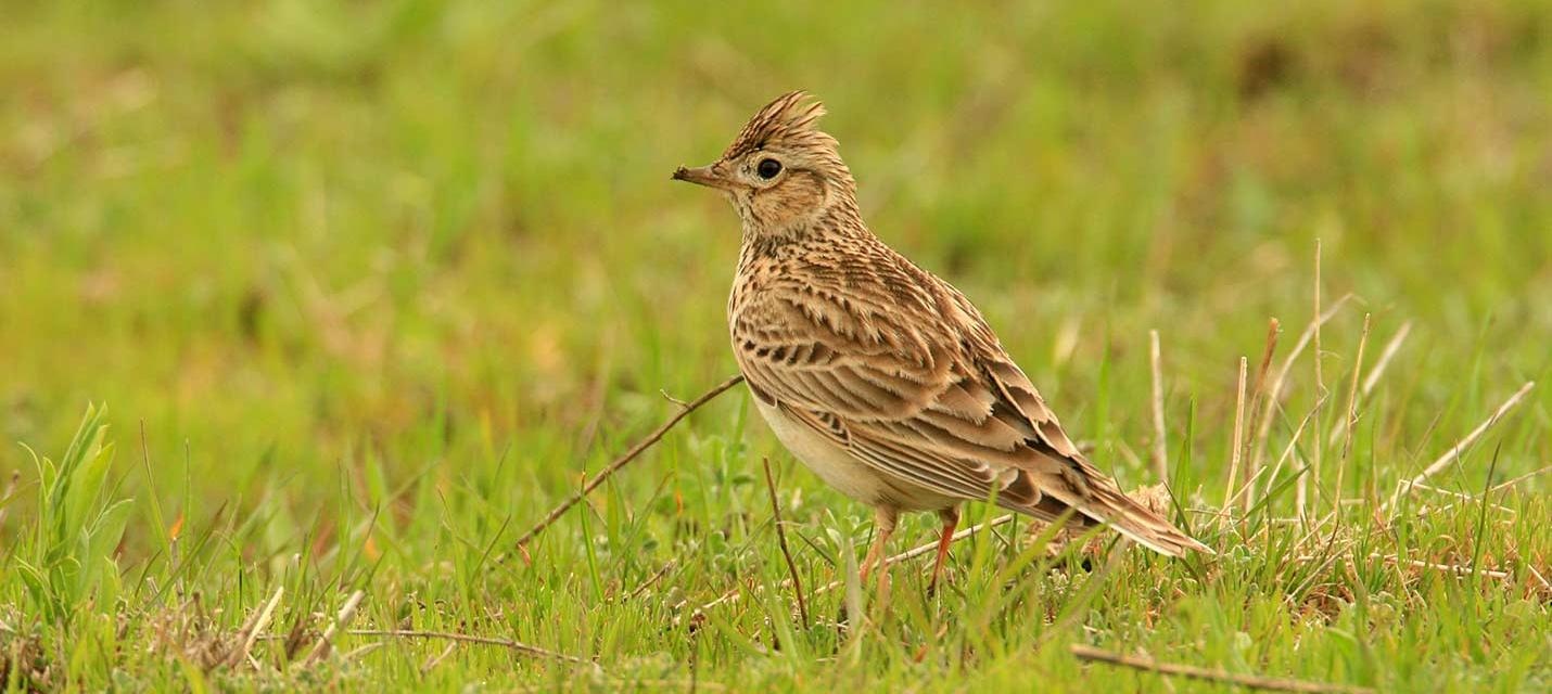 Feldlerche