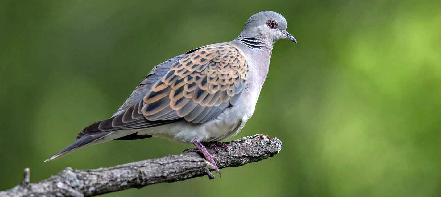 Turteltaube