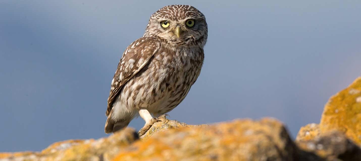 Chevêche d'Athéna @ Beat Rüegger