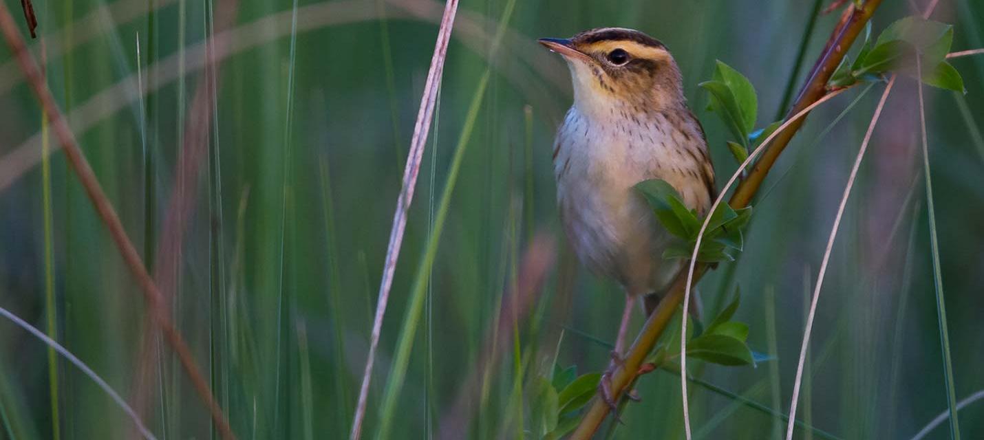 Seggenrohrs&auml;nger