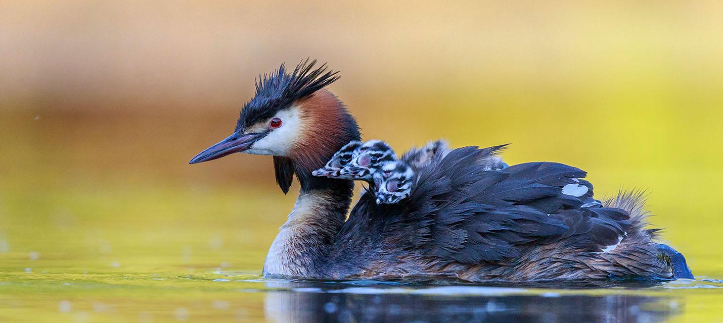 Haubentaucher mit Jungv&ouml;geln
