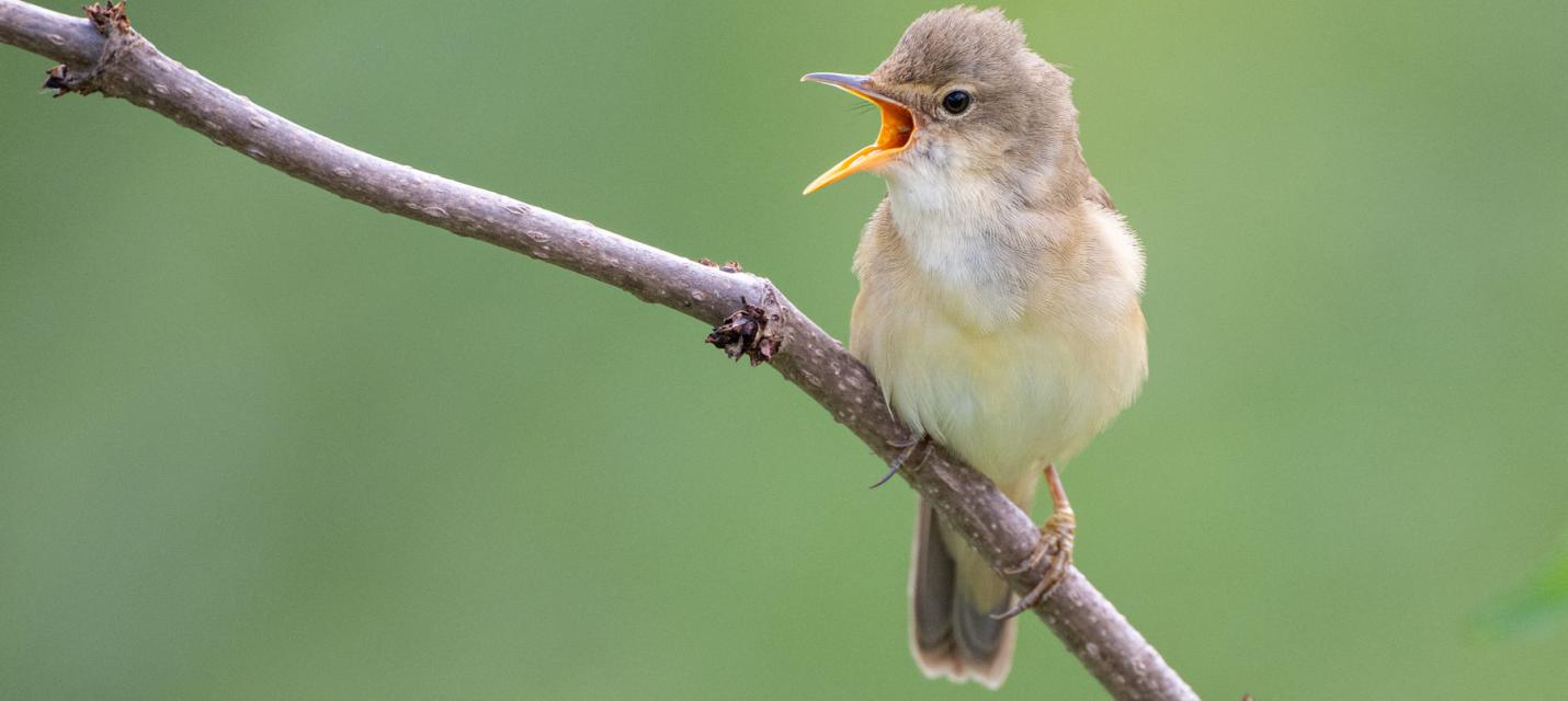 Sumpfrohrs&auml;nger