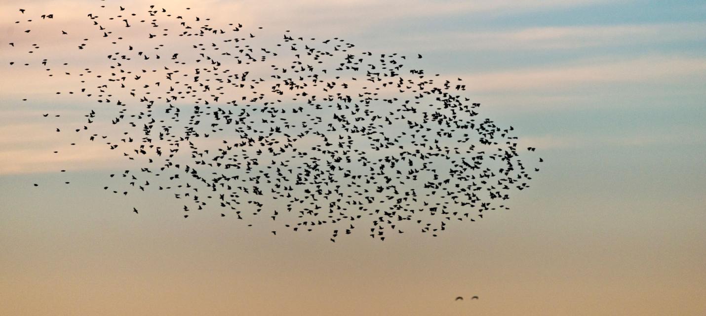 Starenschwarm
