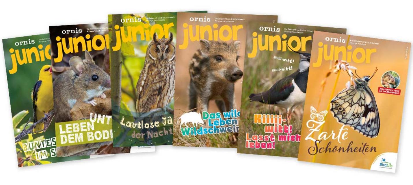 Ornis junior