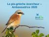 Présentation PPT pie-grièche écorcheur