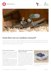 Cosa fare con un Rondone comune?
