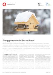 Foraggiamento dei Passeriformi