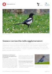 Gazze e cornacchie nelle agglomerazioni