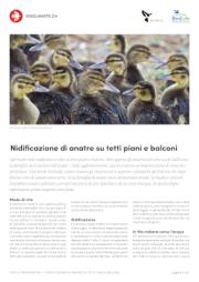 Nidificazione di anatre su tetti piatti e balconi