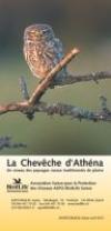 La Chevêche d’Athéna