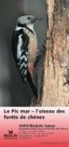Le Pic mar – l’oiseau des forêts de chêne