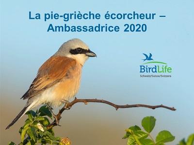 Présentation PPT pie-grièche écorcheur